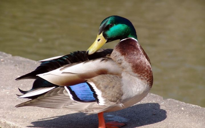 Не покупать тушки у фермеров и опасаться галлюцинаций: что известно о птичьем гриппе и как обезопасить себя от заражения?