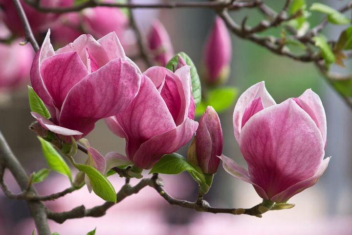 Пыльца магнолии препятствует развитию ковида